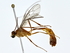  (Dicamptus - BIOUG71215-E11)  @11 [ ] CreativeCommons - Attribution (2022) CBG Photography Group Centre for Biodiversity Genomics