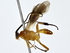  ( - BIOUG71215-F12)  @11 [ ] CreativeCommons - Attribution (2022) CBG Photography Group Centre for Biodiversity Genomics