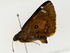  ( - BIOUG80185-B02)  @11 [ ] CreativeCommons - Attribution (2022) CBG Photography Group Centre for Biodiversity Genomics