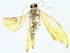  ( - BIOUG80185-B11)  @11 [ ] CreativeCommons - Attribution (2022) CBG Photography Group Centre for Biodiversity Genomics