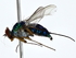  ( - BIOUG80186-C10)  @11 [ ] CreativeCommons - Attribution (2022) CBG Photography Group Centre for Biodiversity Genomics