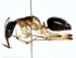  ( - BIOUG80187-D08)  @11 [ ] CreativeCommons - Attribution (2022) CBG Photography Group Centre for Biodiversity Genomics