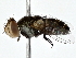  (Protomiltogramma - BIOUG80189-C03)  @11 [ ] CreativeCommons - Attribution (2022) CBG Photography Group Centre for Biodiversity Genomics