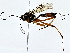 (Ceratomansa - BIOUG80189-C12)  @11 [ ] CreativeCommons - Attribution (2022) CBG Photography Group Centre for Biodiversity Genomics