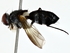  ( - BIOUG80190-B03)  @11 [ ] CreativeCommons - Attribution (2022) CBG Photography Group Centre for Biodiversity Genomics