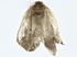  ( - BIOUG80190-D12)  @11 [ ] CreativeCommons - Attribution (2022) CBG Photography Group Centre for Biodiversity Genomics