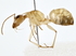  ( - BIOUG80194-A08)  @11 [ ] CreativeCommons - Attribution (2022) CBG Photography Group Centre for Biodiversity Genomics