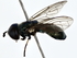  ( - BIOUG80195-B05)  @11 [ ] CreativeCommons - Attribution (2022) CBG Photography Group Centre for Biodiversity Genomics