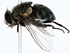 (Calliphora minor - BIOUG80195-G08)  @11 [ ] CreativeCommons - Attribution (2022) CBG Photography Group Centre for Biodiversity Genomics
