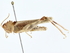  (Ecphantus - BIOUG80196-D09)  @11 [ ] CreativeCommons - Attribution (2022) CBG Photography Group Centre for Biodiversity Genomics