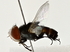  ( - BIOUG80199-G01)  @11 [ ] CreativeCommons - Attribution (2022) CBG Photography Group Centre for Biodiversity Genomics