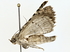  ( - BIOUG80200-B03)  @11 [ ] CreativeCommons - Attribution (2022) CBG Photography Group Centre for Biodiversity Genomics