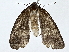  ( - BIOUG80729-G11)  @11 [ ] CreativeCommons - Attribution (2022) CBG Photography Group Centre for Biodiversity Genomics