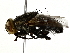  ( - BIOUG80730-F01)  @11 [ ] CreativeCommons - Attribution (2022) CBG Photography Group Centre for Biodiversity Genomics