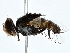  ( - BIOUG80730-G04)  @11 [ ] CreativeCommons - Attribution (2022) CBG Photography Group Centre for Biodiversity Genomics