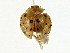  ( - BIOUG80736-B01)  @11 [ ] CreativeCommons - Attribution (2022) CBG Photography Group Centre for Biodiversity Genomics