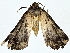  ( - BIOUG80737-D08)  @11 [ ] CreativeCommons - Attribution (2022) CBG Photography Group Centre for Biodiversity Genomics