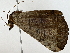  ( - BIOUG80737-G02)  @11 [ ] CreativeCommons - Attribution (2022) CBG Photography Group Centre for Biodiversity Genomics