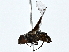  ( - BIOUG80742-F10)  @11 [ ] CreativeCommons - Attribution (2022) CBG Photography Group Centre for Biodiversity Genomics