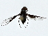  ( - BIOUG80743-B12)  @11 [ ] CreativeCommons - Attribution (2022) CBG Photography Group Centre for Biodiversity Genomics
