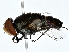  (Protomiltogramma cincta - BIOUG80744-F06)  @11 [ ] CreativeCommons - Attribution (2022) CBG Photography Group Centre for Biodiversity Genomics