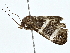  ( - BIOUG80761-A06)  @11 [ ] CreativeCommons - Attribution (2022) CBG Photography Group Centre for Biodiversity Genomics