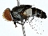  (Protomiltogramma grandis - BIOUG80761-B04)  @11 [ ] CreativeCommons - Attribution (2022) CBG Photography Group Centre for Biodiversity Genomics