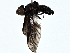  ( - BIOUG80761-B07)  @11 [ ] CreativeCommons - Attribution (2022) CBG Photography Group Centre for Biodiversity Genomics