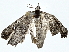  ( - BIOUG80761-D06)  @11 [ ] CreativeCommons - Attribution (2022) CBG Photography Group Centre for Biodiversity Genomics