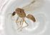  (Iridomyrmex pallidus - BIOUG85145-F12)  @11 [ ] CreativeCommons - Attribution (2022) Centre for Biodiversity Genomics Centre for Biodiversity Genomics