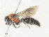  ( - CBG-A31815-E05)  @11 [ ] CreativeCommons - Attribution Share - Alike (2024) CBG Photography Group Centre for Biodiversity Genomics