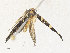  ( - CBG-A31817-A05)  @11 [ ] CreativeCommons - Attribution Share - Alike (2024) CBG Photography Group Centre for Biodiversity Genomics
