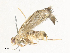  ( - CBG-A31817-G09)  @11 [ ] CreativeCommons - Attribution Share - Alike (2024) CBG Photography Group Centre for Biodiversity Genomics
