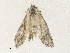  ( - CBG-A31818-B06)  @11 [ ] CreativeCommons - Attribution Share - Alike (2024) CBG Photography Group Centre for Biodiversity Genomics