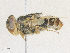  ( - CBG-A31818-C05)  @11 [ ] CreativeCommons - Attribution Share - Alike (2024) CBG Photography Group Centre for Biodiversity Genomics