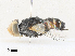  ( - CBG-A31825-D01)  @11 [ ] CreativeCommons - Attribution Share - Alike (2024) CBG Photography Group Centre for Biodiversity Genomics