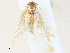  ( - CBG-A31826-D03)  @11 [ ] CreativeCommons - Attribution Share - Alike (2024) CBG Photography Group Centre for Biodiversity Genomics