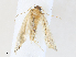  ( - CBG-A31826-F04)  @11 [ ] CreativeCommons - Attribution Share - Alike (2024) CBG Photography Group Centre for Biodiversity Genomics