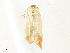  ( - CBG-A31827-D06)  @11 [ ] CreativeCommons - Attribution Share - Alike (2024) CBG Photography Group Centre for Biodiversity Genomics