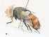  ( - CBG-A35144-D01)  @11 [ ] CreativeCommons - Attribution Share - Alike (2024) CBG Photography Group Centre for Biodiversity Genomics