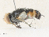  (Protomiltogramma nigriseta - CBG-A35144-D02)  @11 [ ] CreativeCommons - Attribution Share - Alike (2024) CBG Photography Group Centre for Biodiversity Genomics