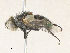  ( - CBG-A35144-H09)  @11 [ ] CreativeCommons - Attribution Share - Alike (2024) CBG Photography Group Centre for Biodiversity Genomics