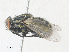  ( - CBG-A35145-B11)  @11 [ ] CreativeCommons - Attribution Share - Alike (2024) CBG Photography Group Centre for Biodiversity Genomics