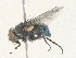  (Calliphora accepta - CBG-A35146-D01)  @11 [ ] CreativeCommons - Attribution Share - Alike (2024) CBG Photography Group Centre for Biodiversity Genomics