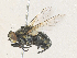  ( - CBG-A35146-H02)  @11 [ ] CreativeCommons - Attribution Share - Alike (2024) CBG Photography Group Centre for Biodiversity Genomics
