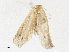  ( - CBG-A35147-D09)  @11 [ ] CreativeCommons - Attribution Share - Alike (2024) CBG Photography Group Centre for Biodiversity Genomics