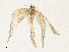  ( - CBG-A35147-G08)  @11 [ ] CreativeCommons - Attribution Share - Alike (2024) CBG Photography Group Centre for Biodiversity Genomics