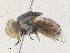  ( - CBG-A36794-D04)  @11 [ ] CreativeCommons - Attribution Share - Alike (2024) CBG Photography Group Centre for Biodiversity Genomics