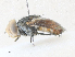 (Protomiltogramma plebeia - CBG-A36794-D12)  @11 [ ] CreativeCommons - Attribution Share - Alike (2024) CBG Photography Group Centre for Biodiversity Genomics