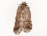  ( - CBG-A51065-F01)  @11 [ ] CreativeCommons - Attribution Share - Alike (2024) CBG Photography Group Centre for Biodiversity Genomics